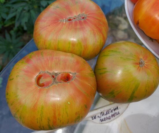 Гном Мятные Полосы